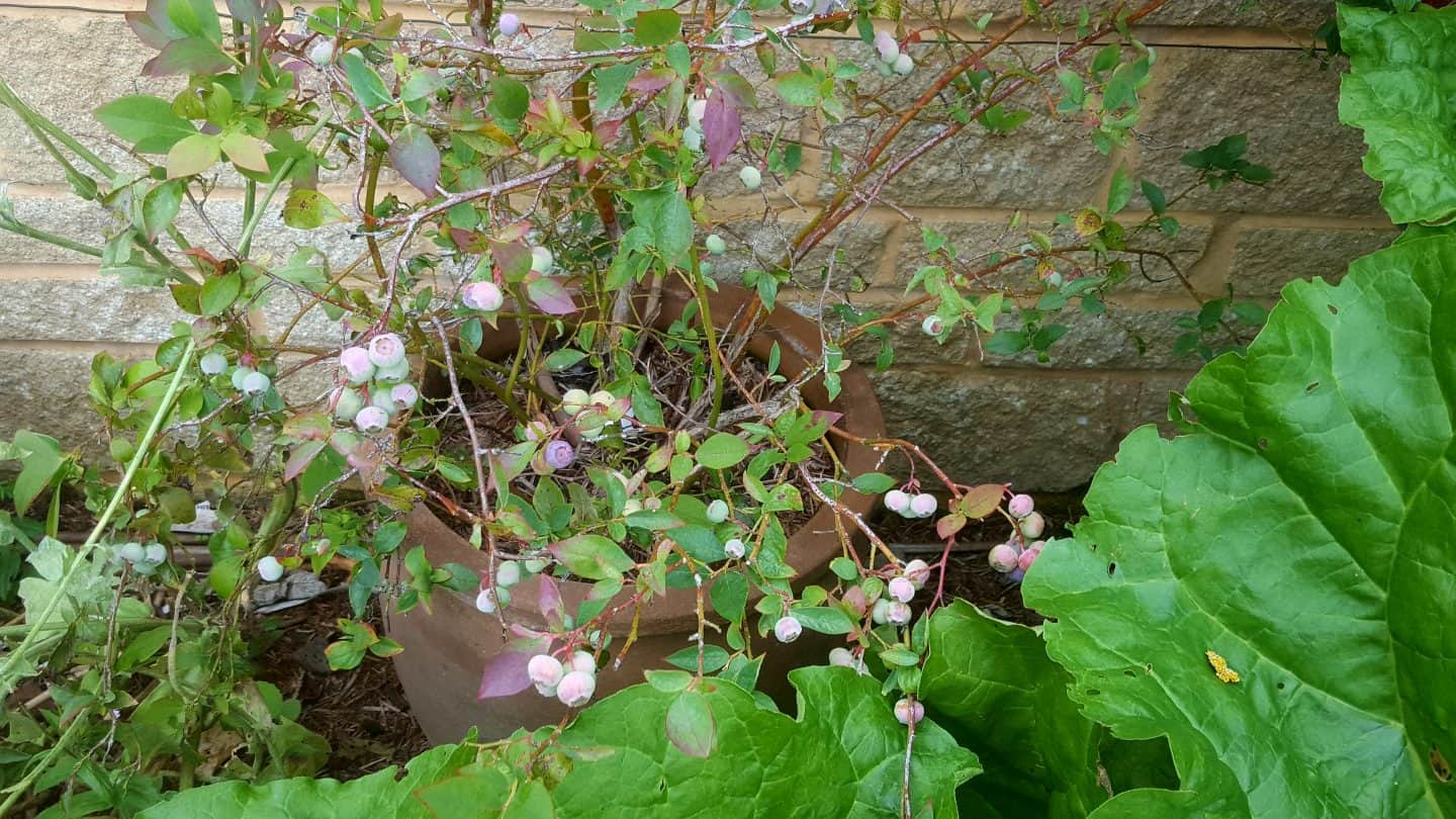 July in our garden - a garden diary Blueberries