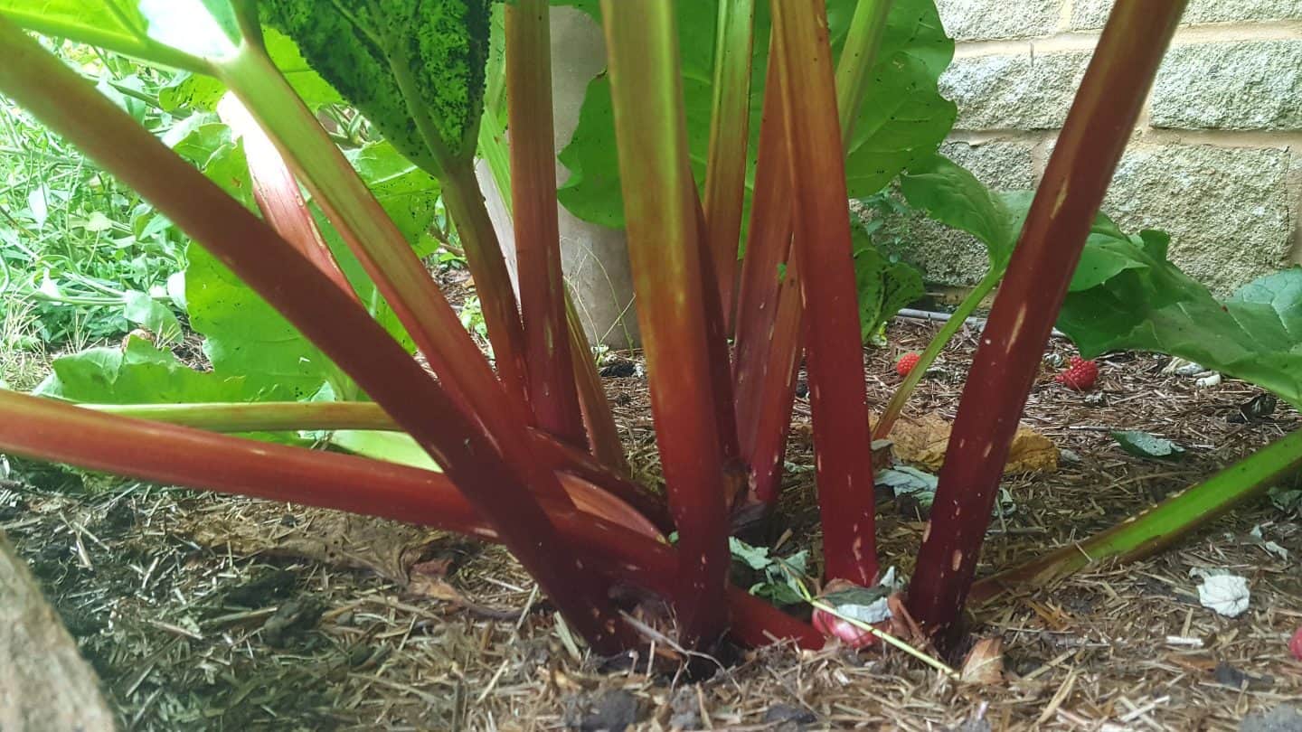 July in our garden - a garden diary Rhubarb