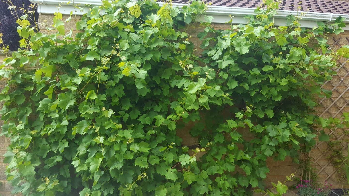 July in our garden - a garden diary Grapevine