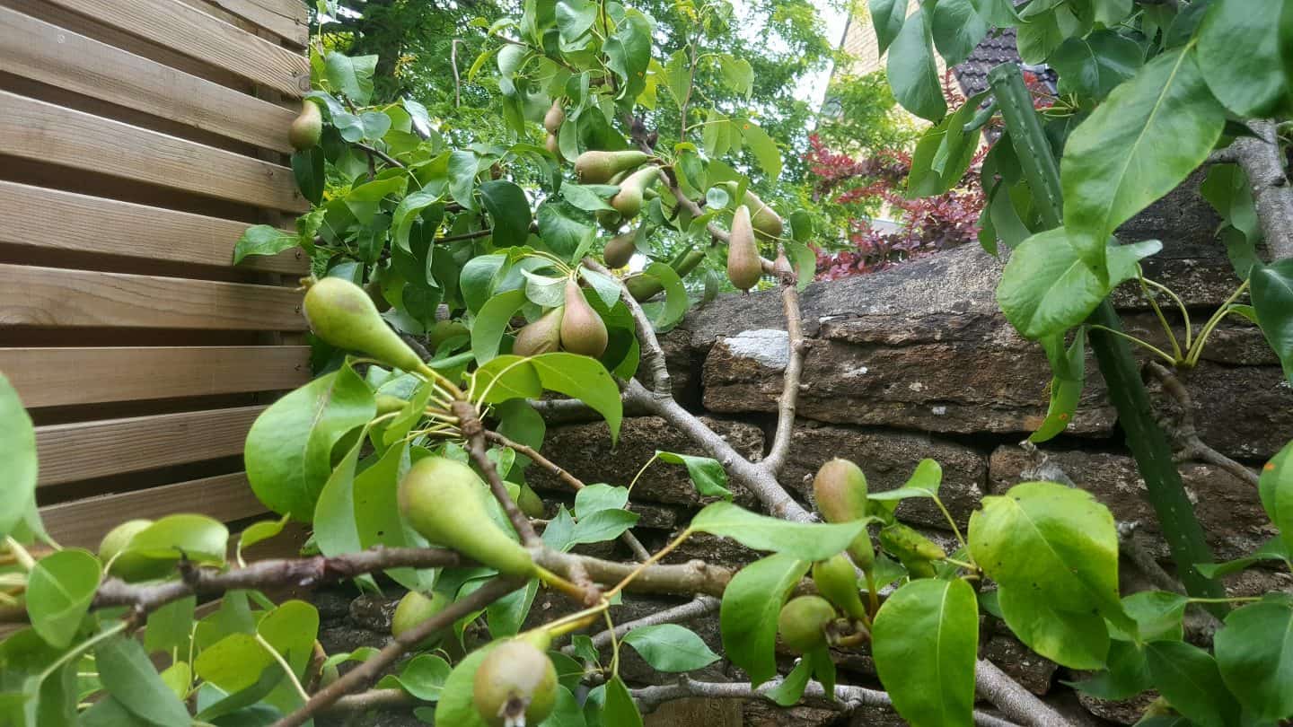 July in our garden - a garden diary Pears