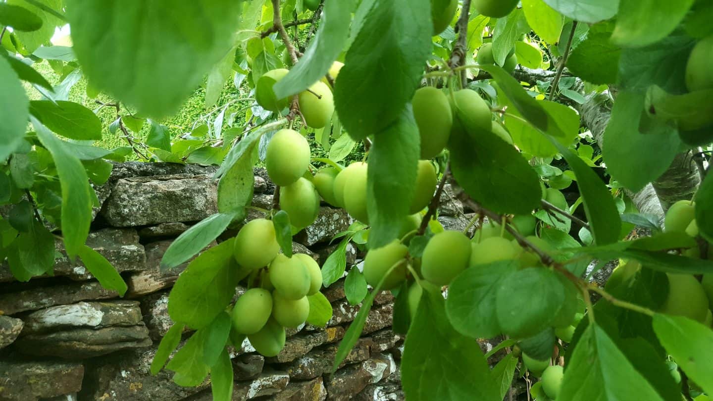 July in our garden - a garden diary Plums