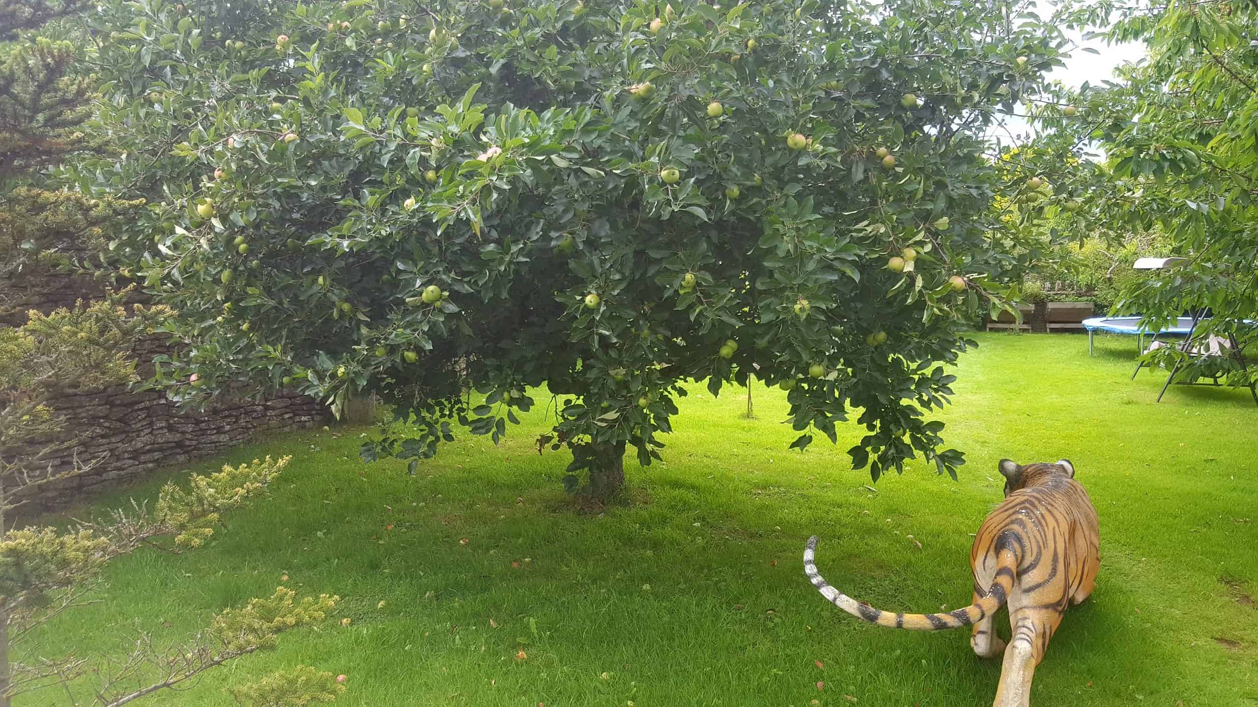 July in our garden - a garden diary Apple tree