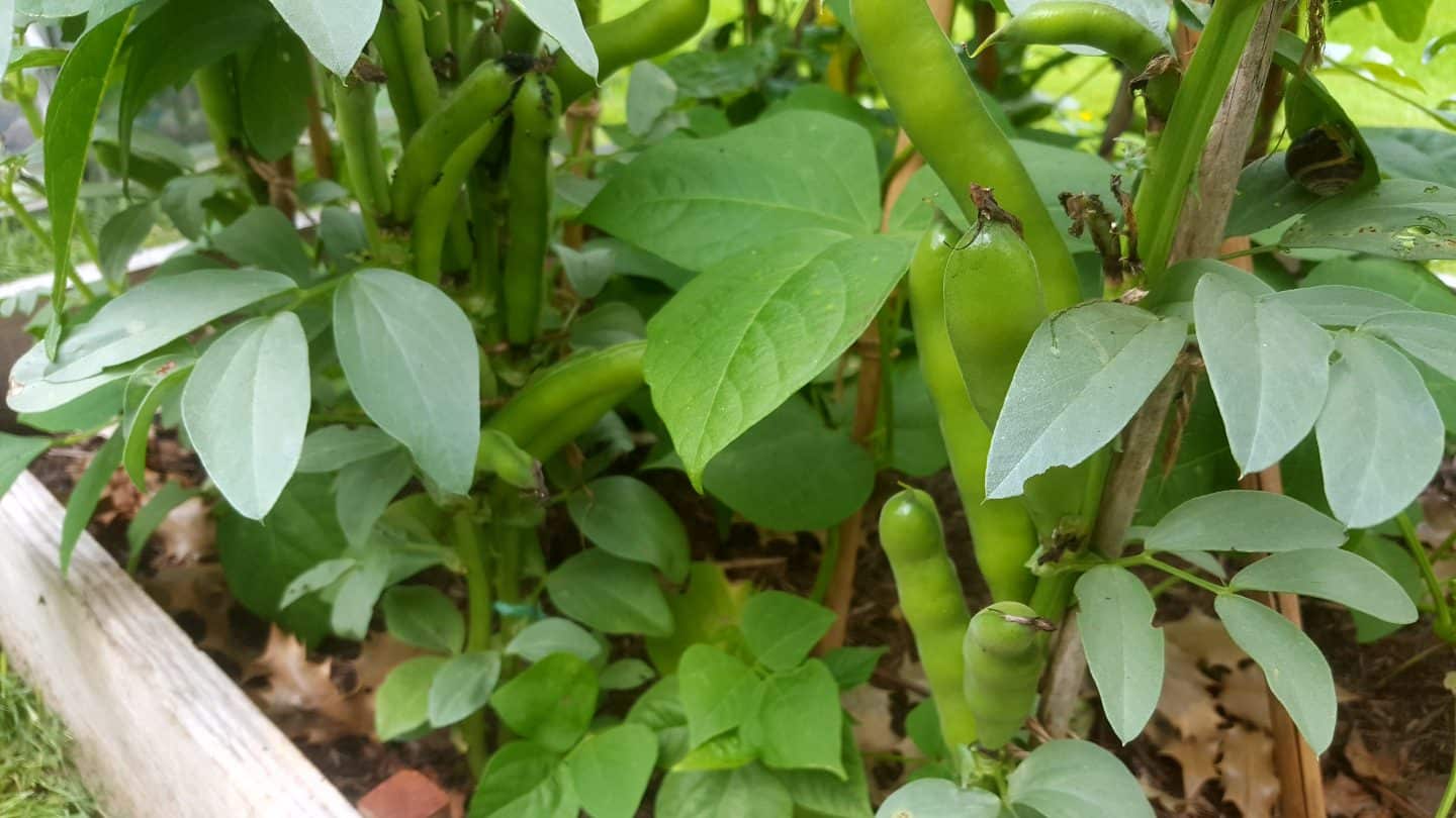 July in our garden - a garden diary Broad beans