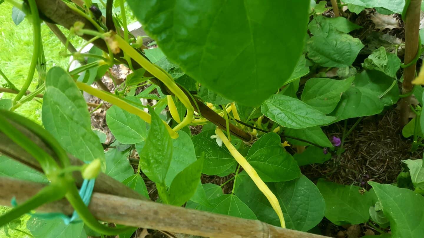 July in our garden - a garden diary French beans