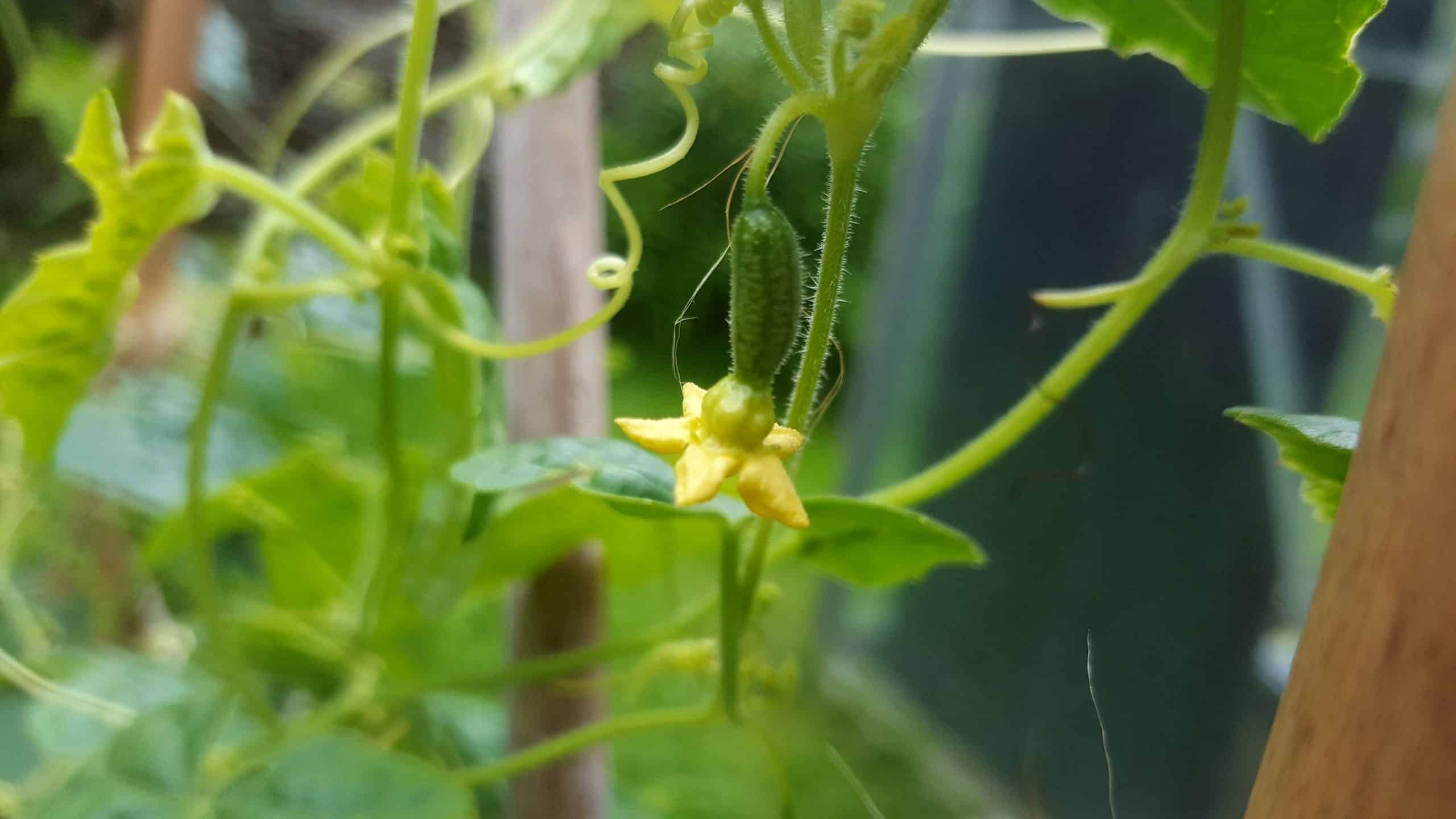 July in our garden - a garden diary Cucamelon