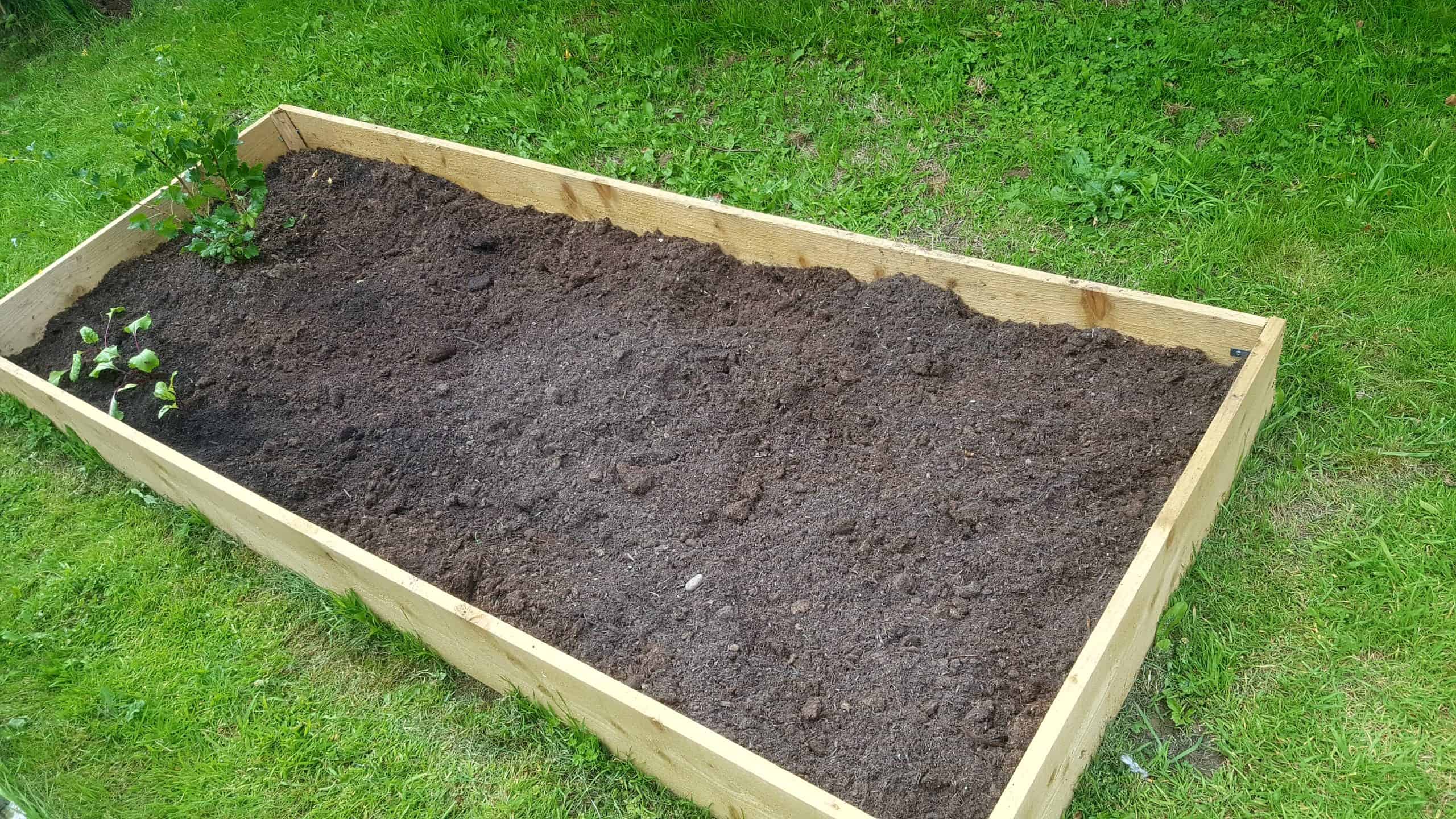 July in our garden - a garden diary Vegetable bed