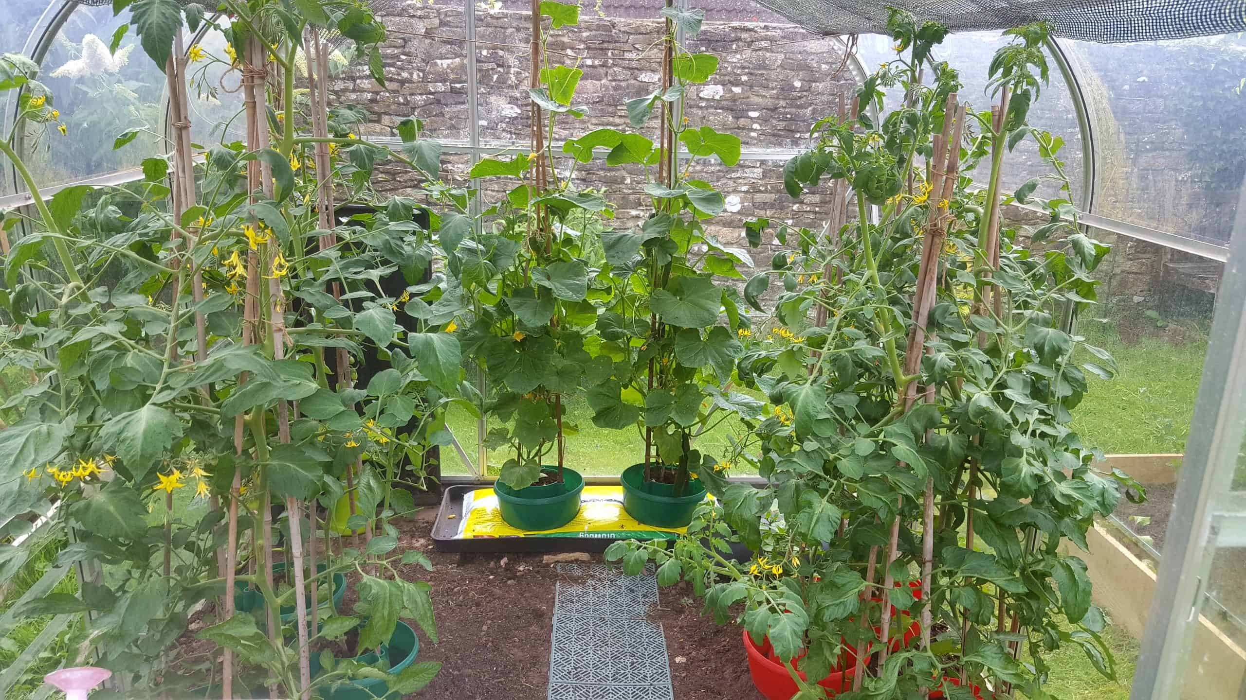 July in our garden - a garden diary Tomatoes and cucumber plants in greenhouse