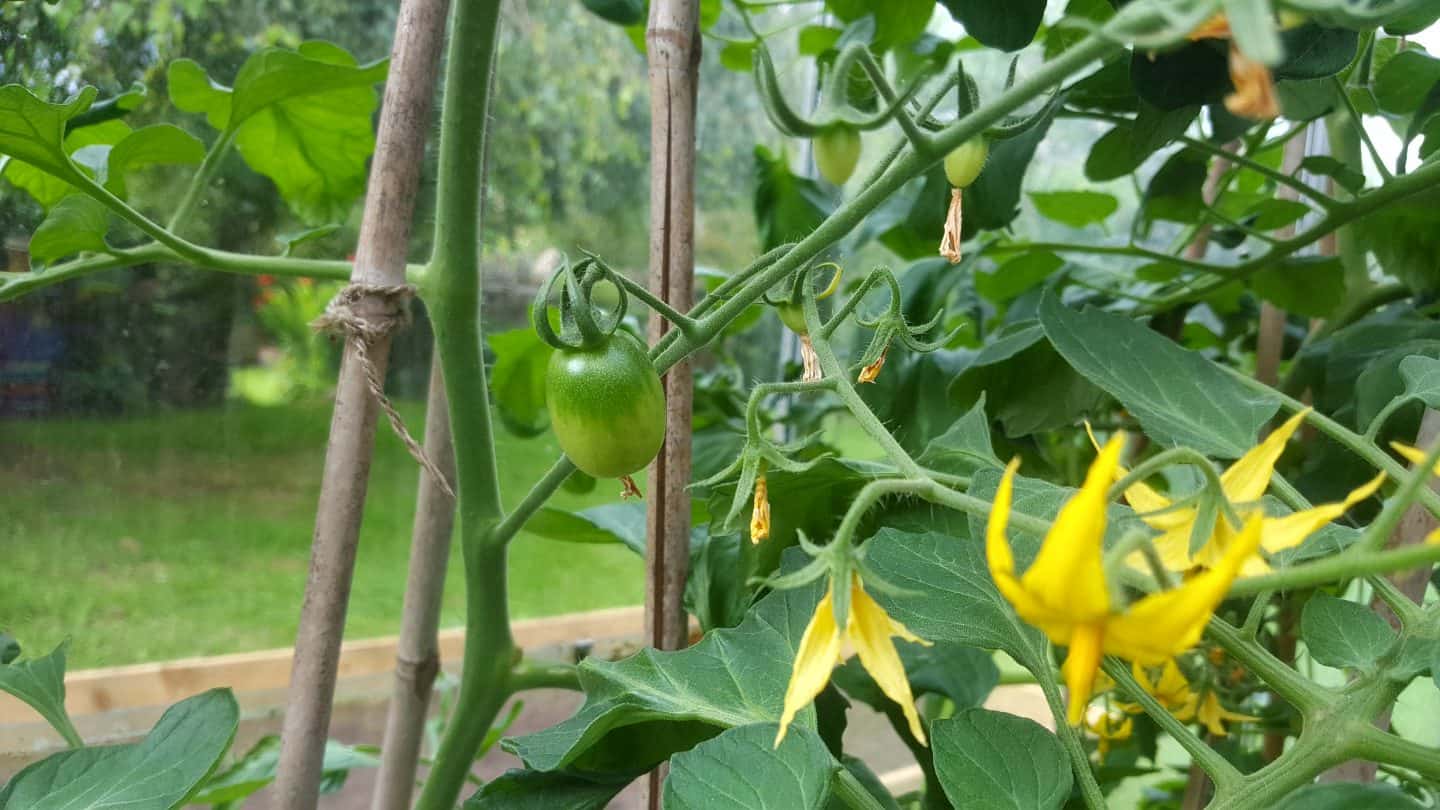 July in our garden - a garden diary First tomatoes