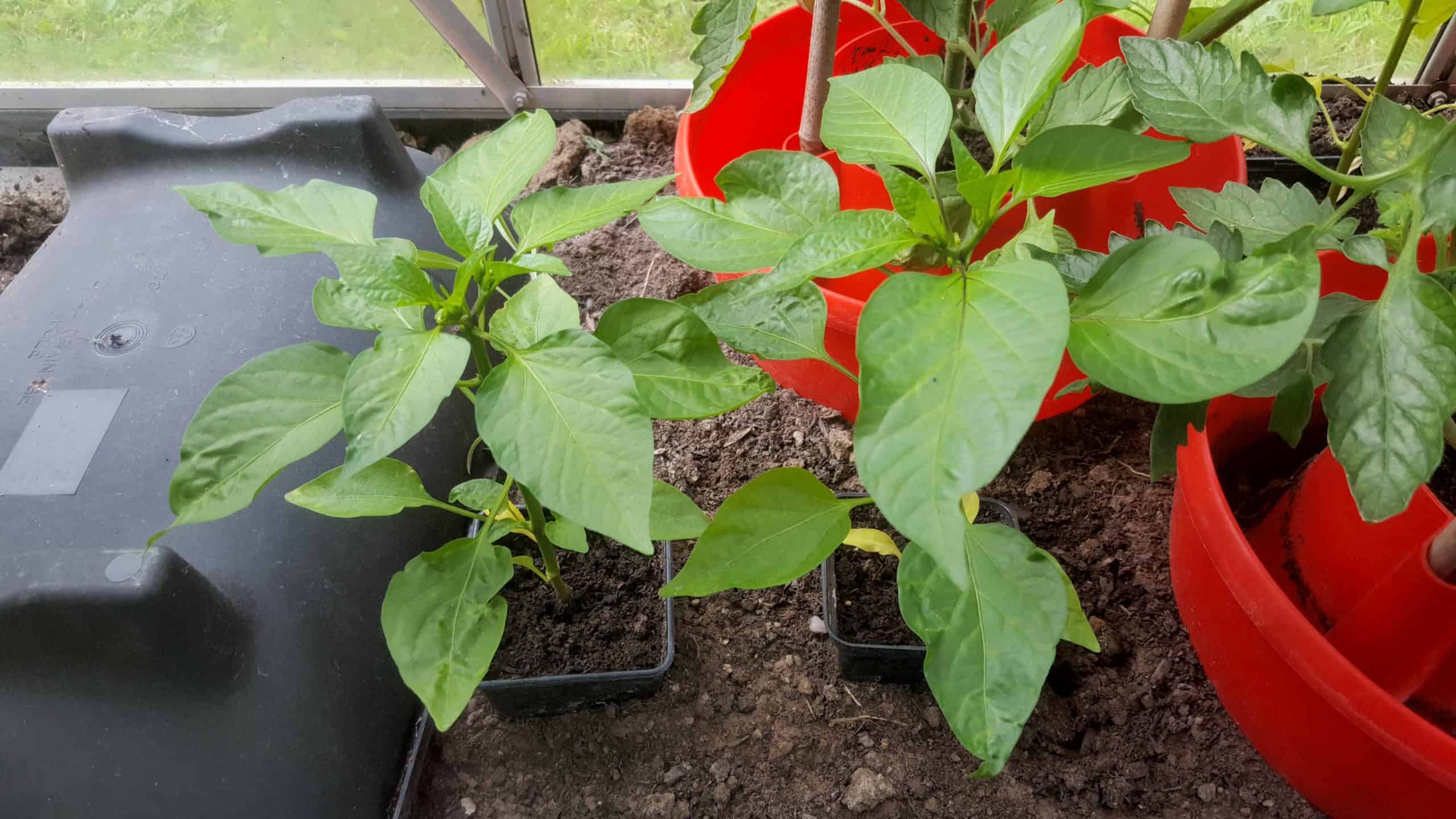 July in our garden - a garden diary Chilli plants