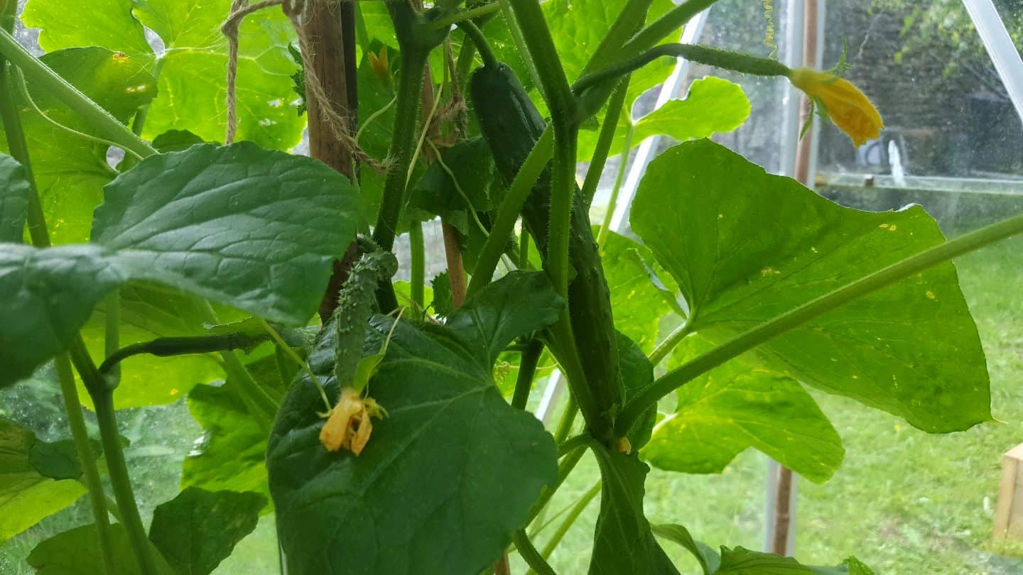 July in our garden - a garden diary First cucumbers