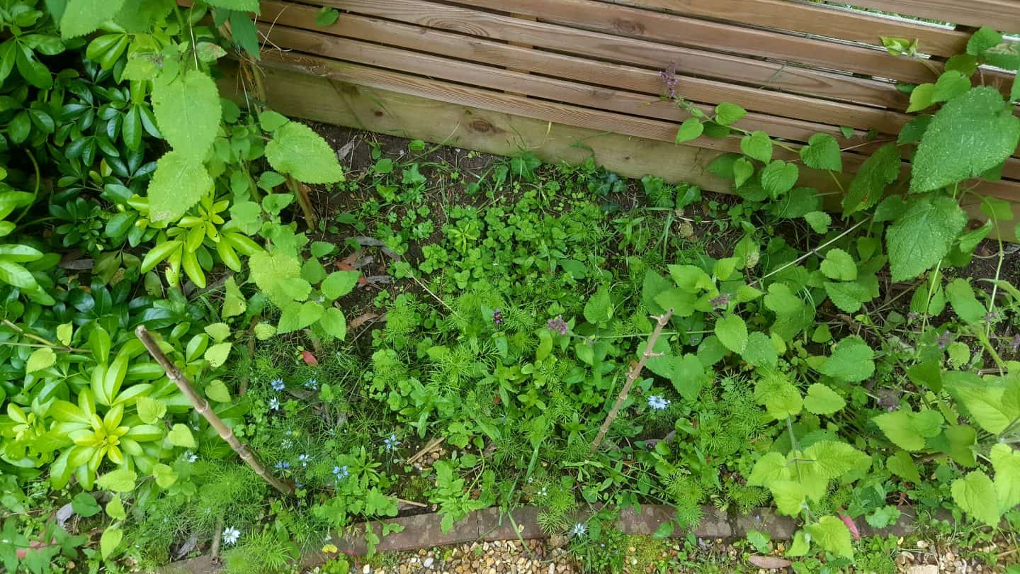 July in our garden - a garden diary Wildflower patch