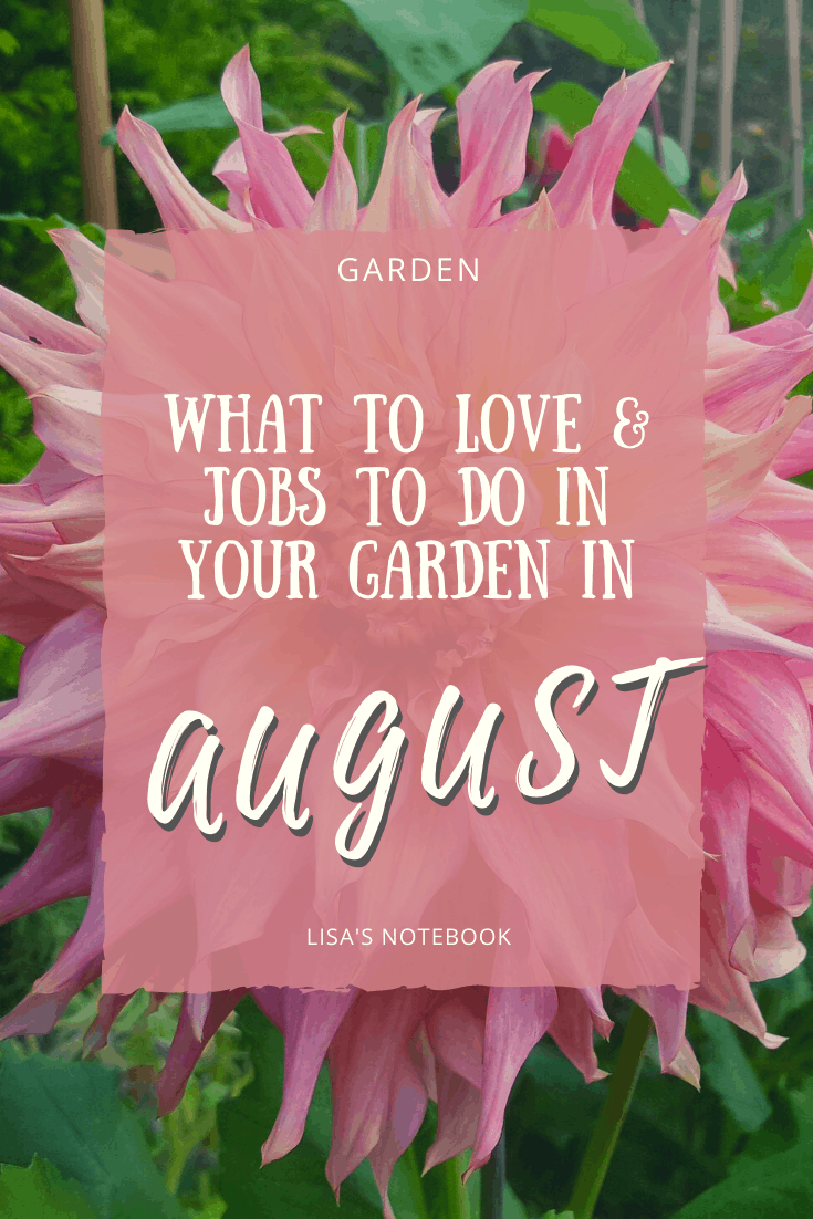 August in our garden - a garden diary August in our garden - Dahlia Penhill Watermelon