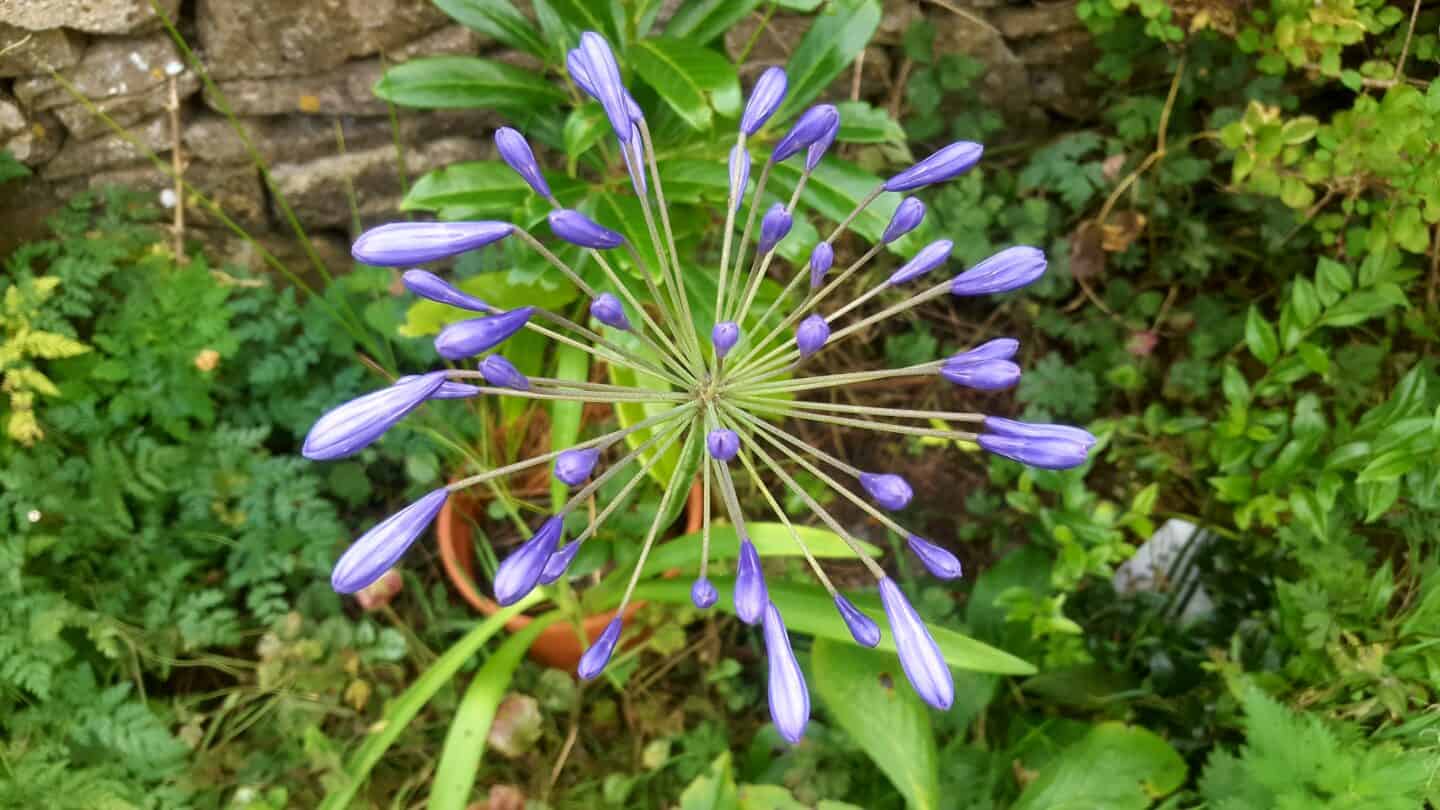 August in our garden - a garden diary August in our garden - Agapanthus