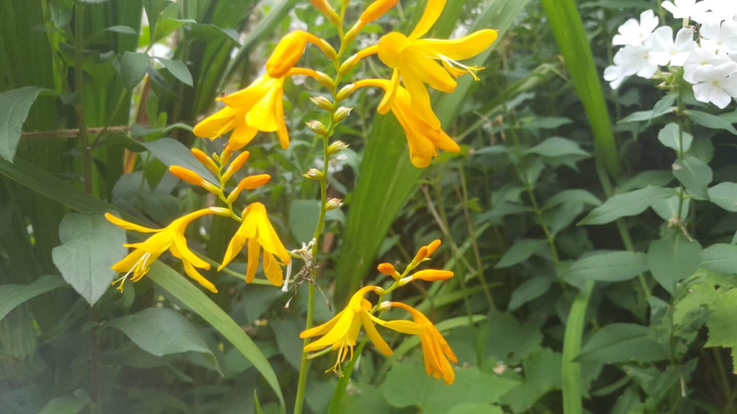 August in our garden - a garden diary August in our garden - Crocosmia