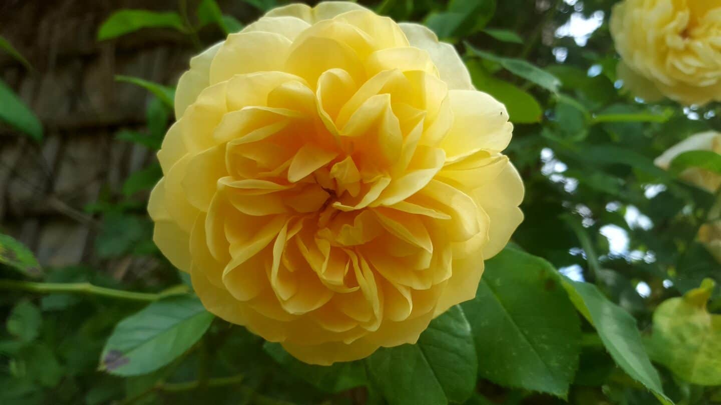August in our garden - a garden diary August in our garden - yellow shrub rose