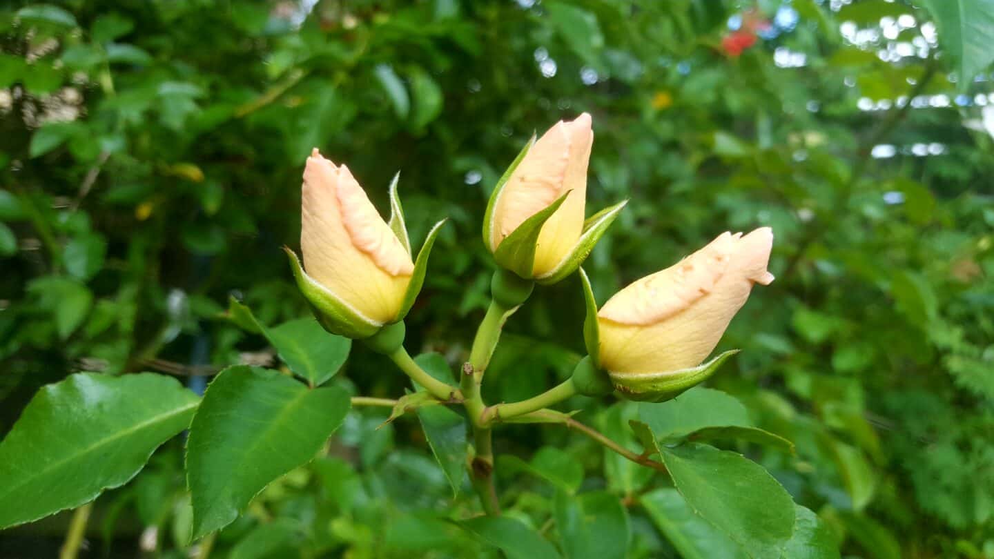 August in our garden - a garden diary August in our garden - pink climbing rose