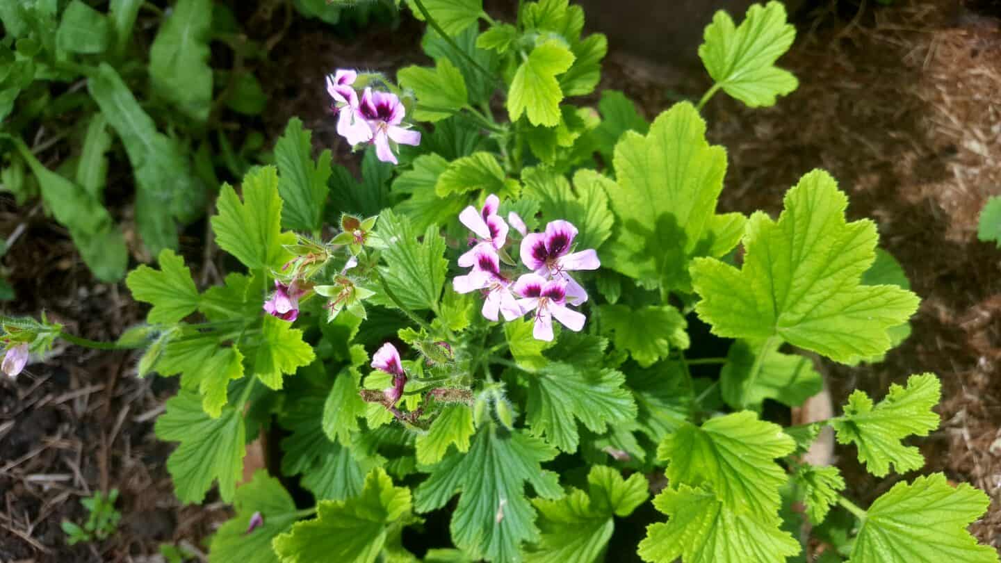 August in our garden - a garden diary August in our garden - orange scented pelargonium