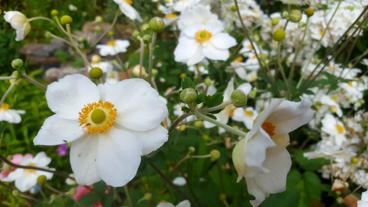 August in our garden - a garden diary August in our garden - Japanese anemone