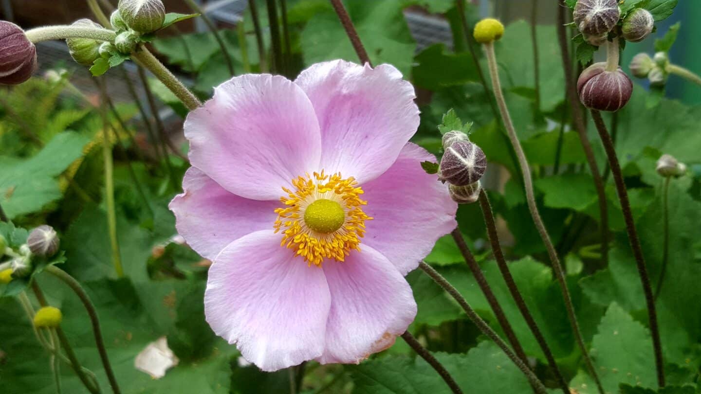 August in our garden - a garden diary August in our garden - Japanese anemone