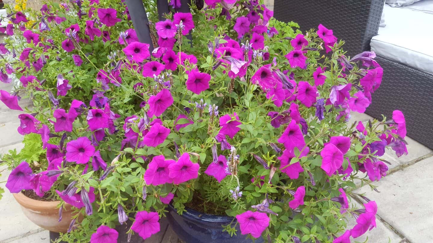 August in our garden - a garden diary August in our garden - purple petunias