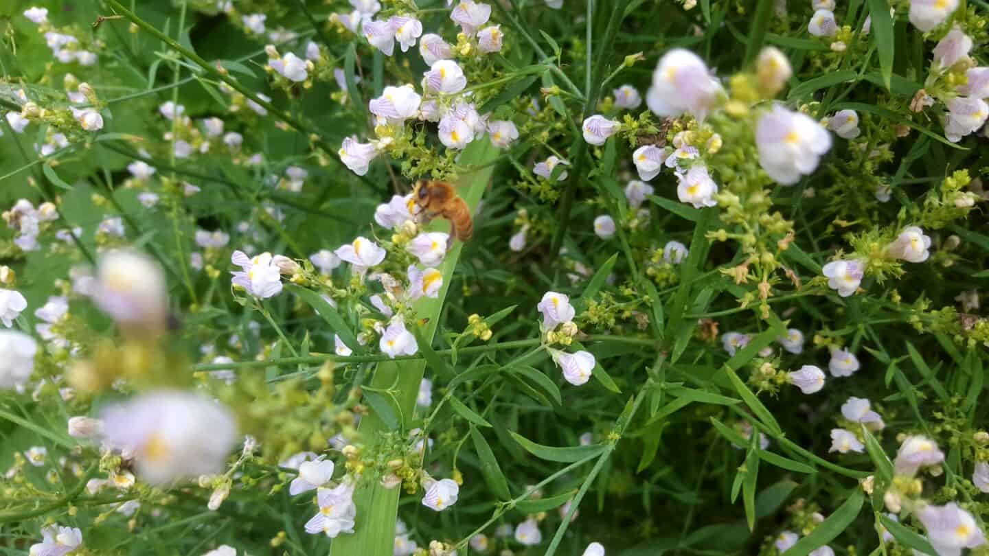 August in our garden - a garden diary August in our garden - wildflower and bee