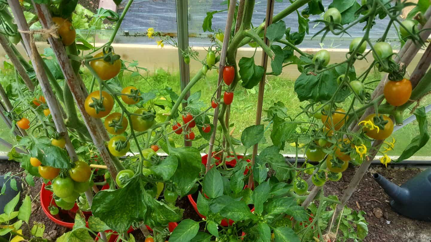 August in our garden - a garden diary August in our garden - tomato plants