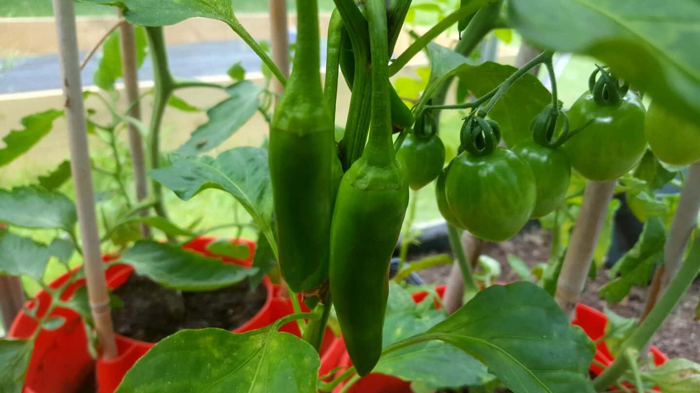 August in our garden - a garden diary August in our garden - chilli plants