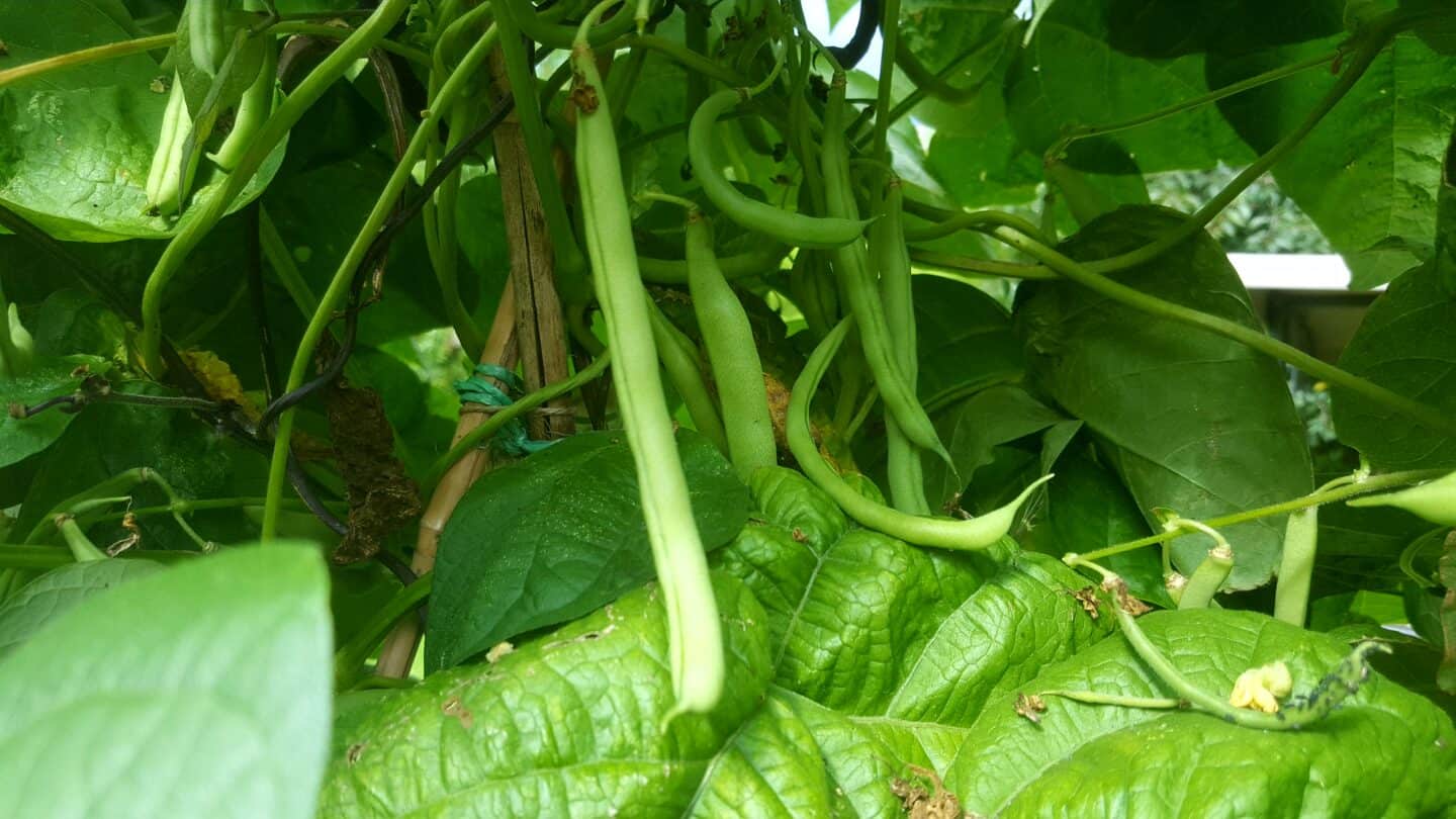 August in our garden - a garden diary August in our garden - French beans