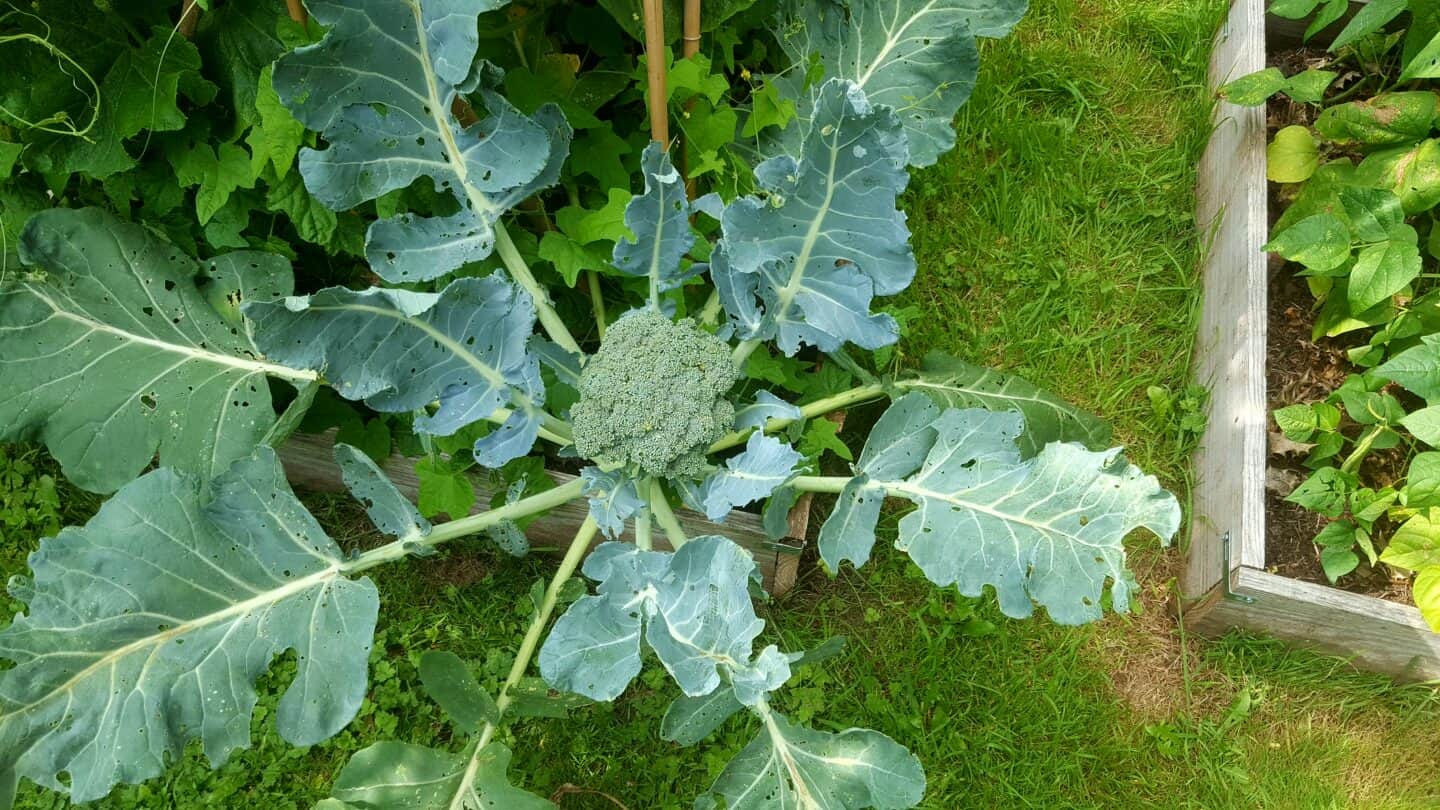 August in our garden - a garden diary August in our garden - broccoli