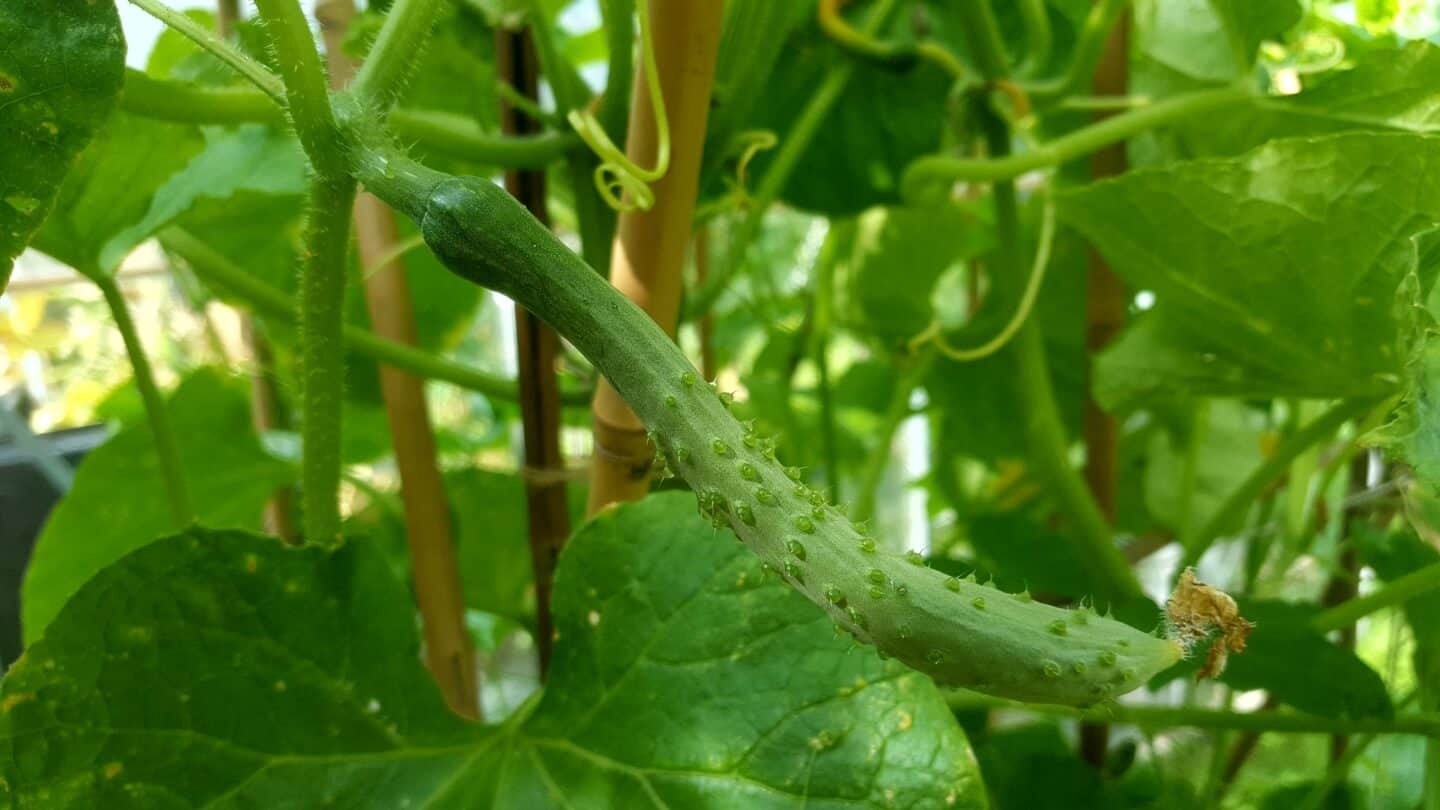 August in our garden - a garden diary August in our garden - cucumber