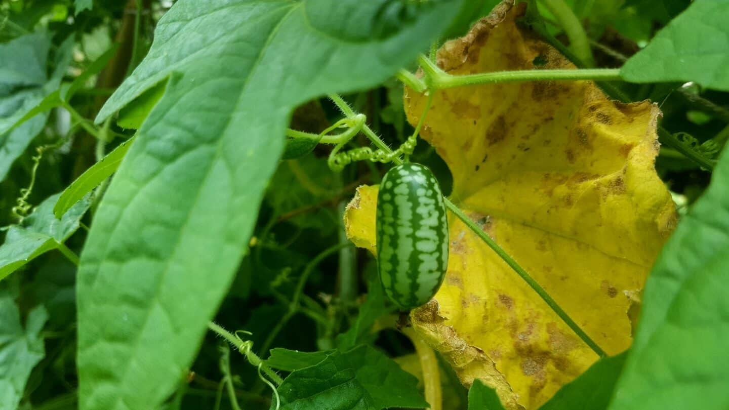 August in our garden - a garden diary August in our garden - cucamelon