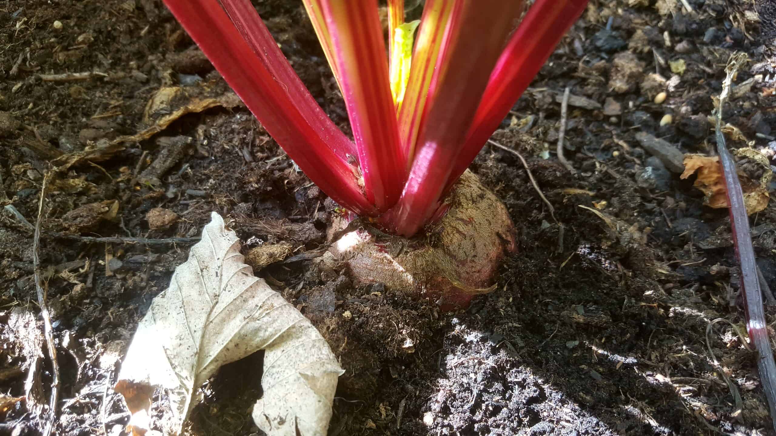 August in our garden - a garden diary August in our garden - beetroot