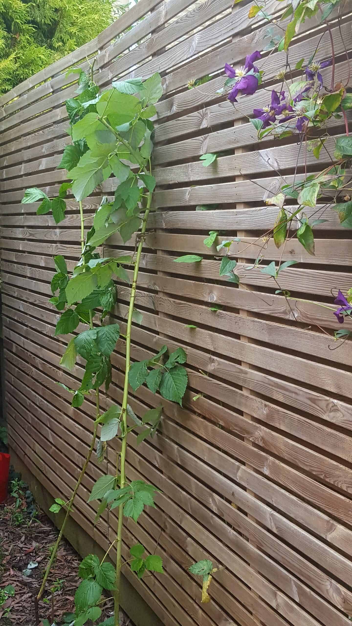 August in our garden - a garden diary August in our garden - raspberry canes