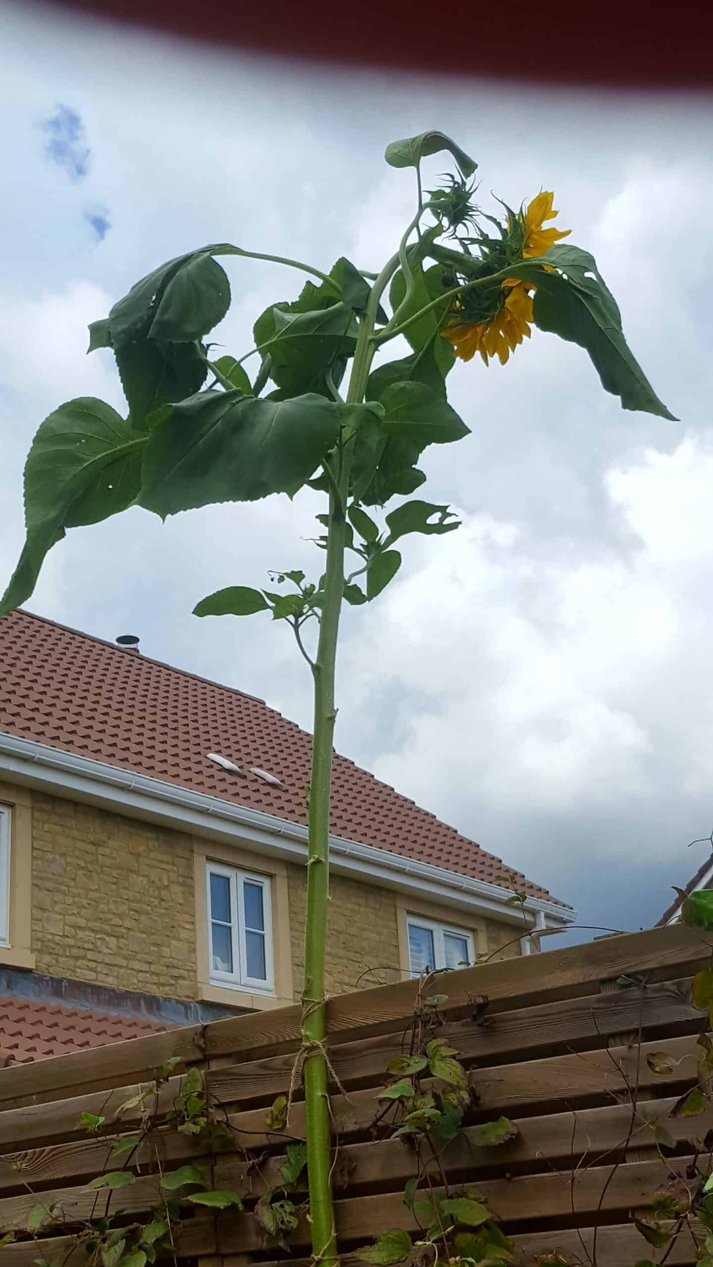 August in our garden - a garden diary August in our garden - sunflower