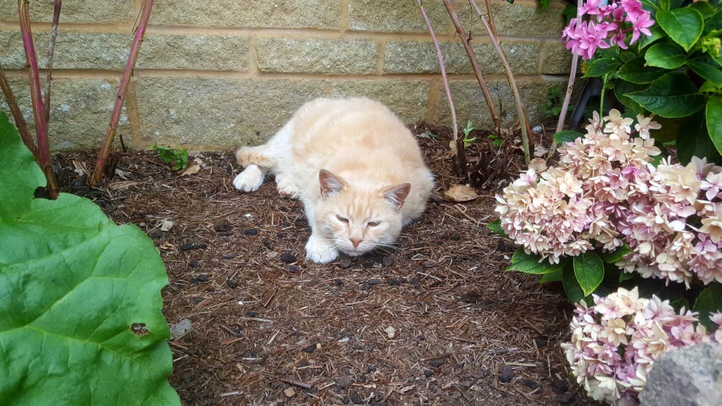 August in our garden - a garden diary August in the garden - Ginger and the rhubarb