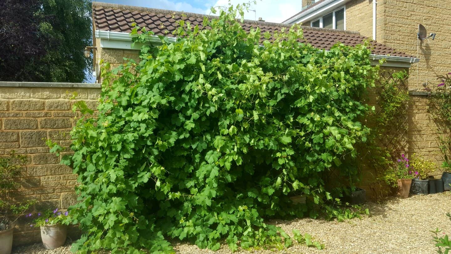August in our garden - a garden diary August in the garden - grapevine