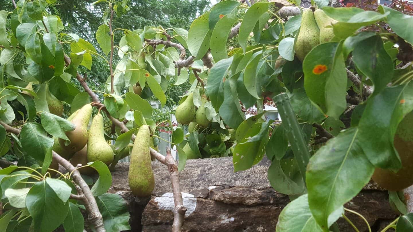 August in our garden - a garden diary August in our garden - pears