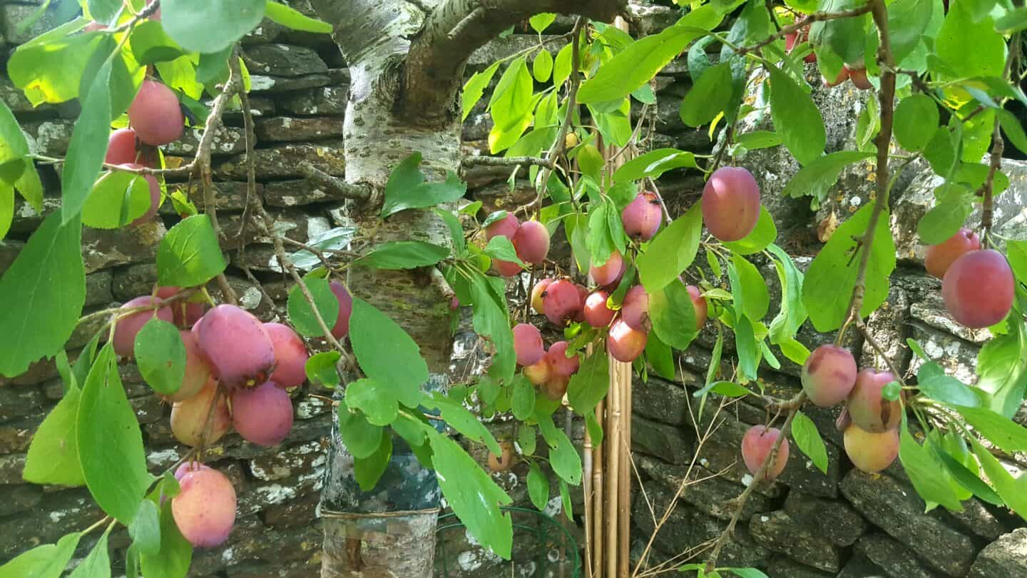 August in our garden - a garden diary August in our garden - Victoria plums