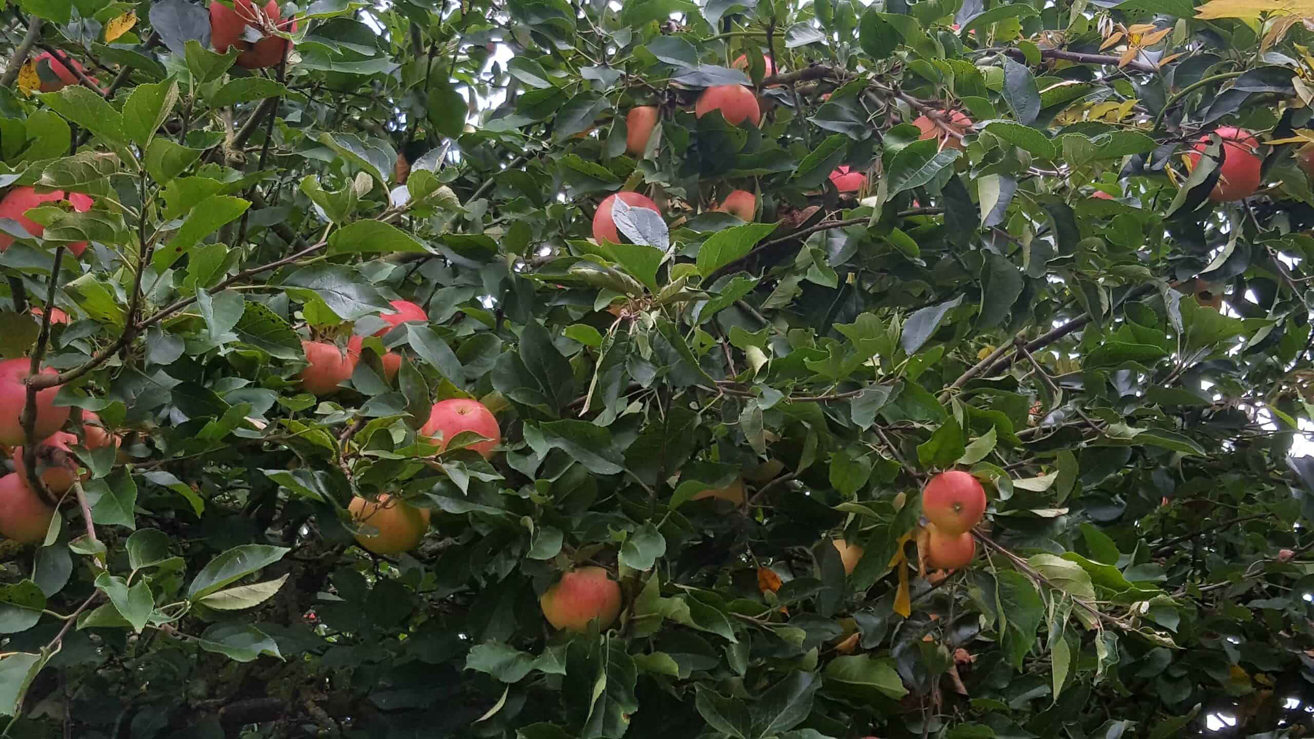 August in our garden - a garden diary August in our garden - apple tree