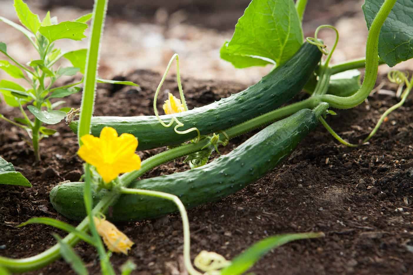 9 Fast Fresh Cucumber Recipes You Need To Try Cucumbers on the vine