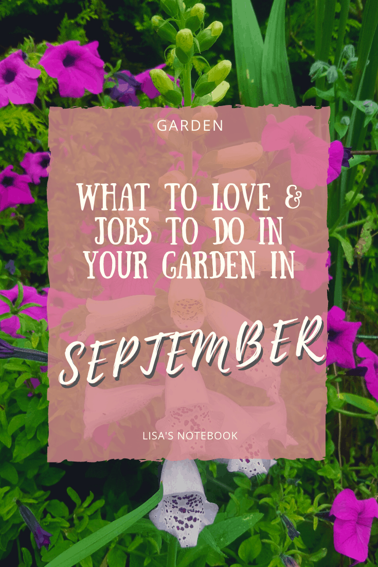 September in our garden - a garden diary September in our garden - foxgloves