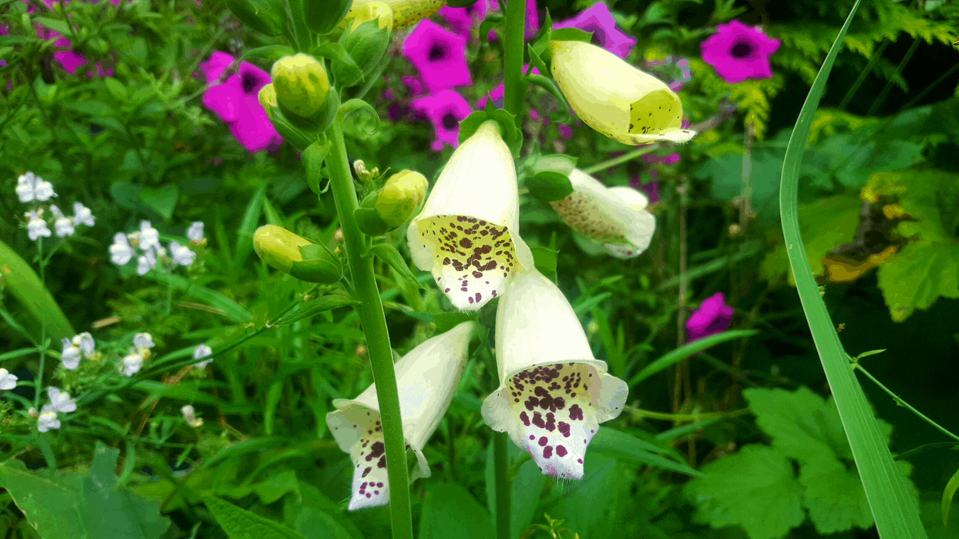 September in our garden - a garden diary September in our garden - foxgloves