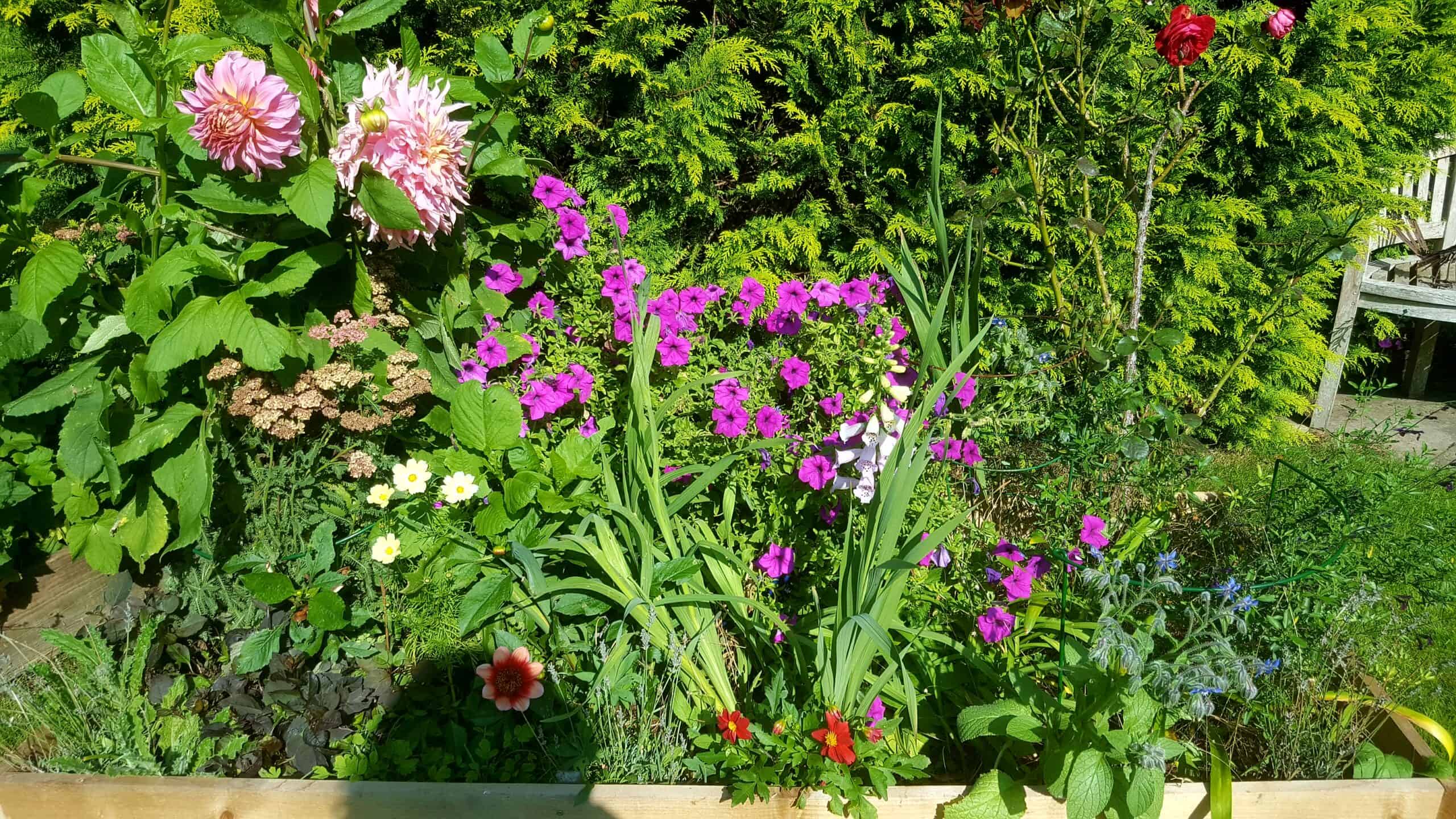 September in our garden - a garden diary September in our garden - dahlias, cosmos, petunias, foxgloves, roses, borage