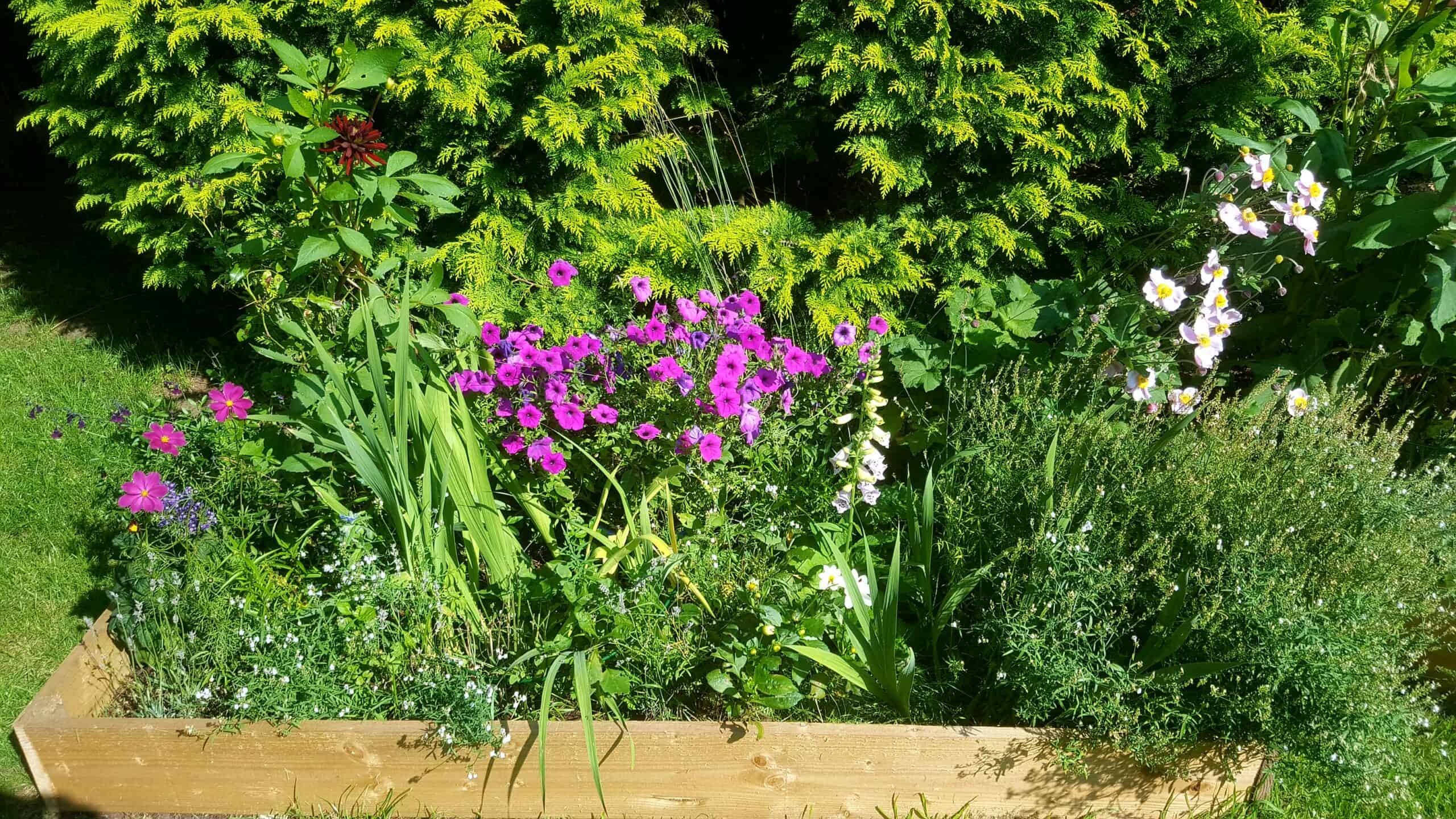 September in our garden - a garden diary September in our garden - dahlias, cosmos, petunias, foxgloves, roses, japanese anemones