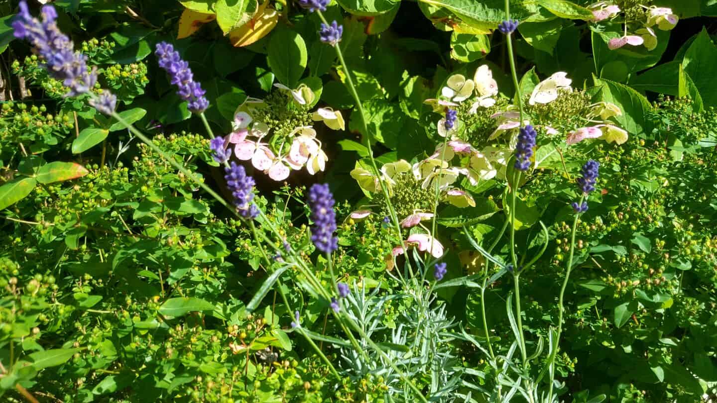September in our garden - a garden diary September in our garden - lavender and hydrangea