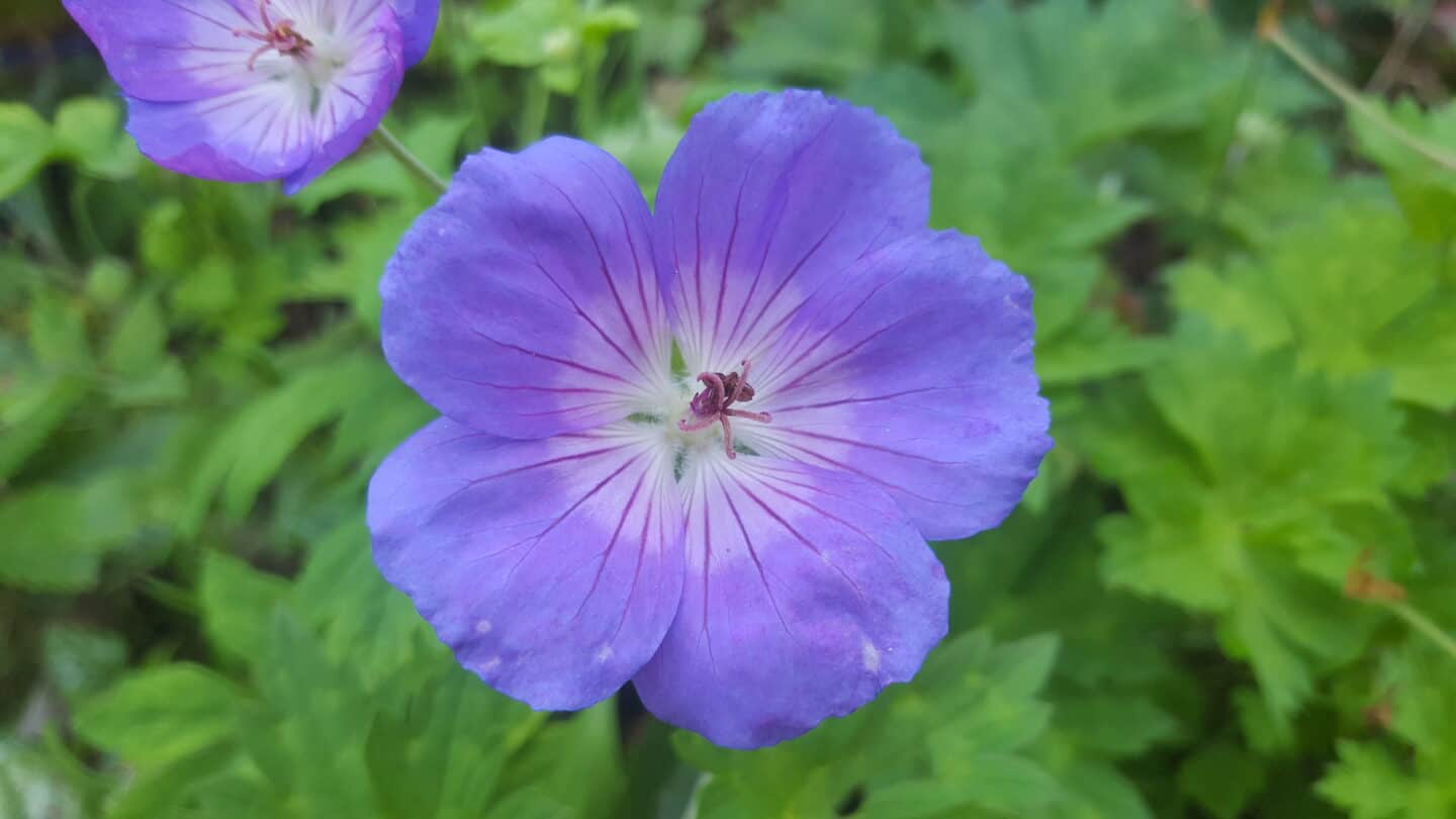 September in our garden - a garden diary September in our garden - geranium rozanne