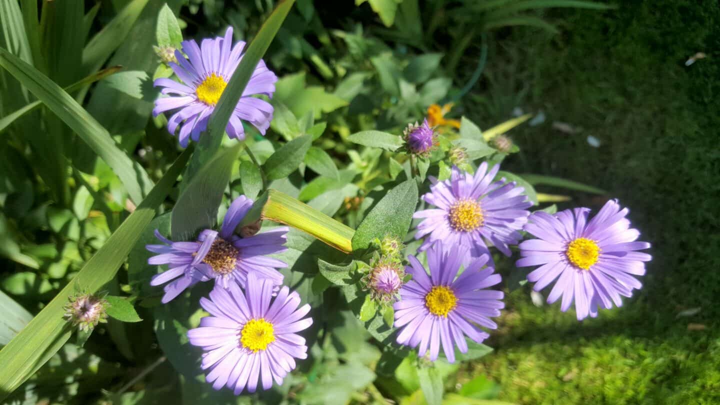 September in our garden - a garden diary September in our garden - asters