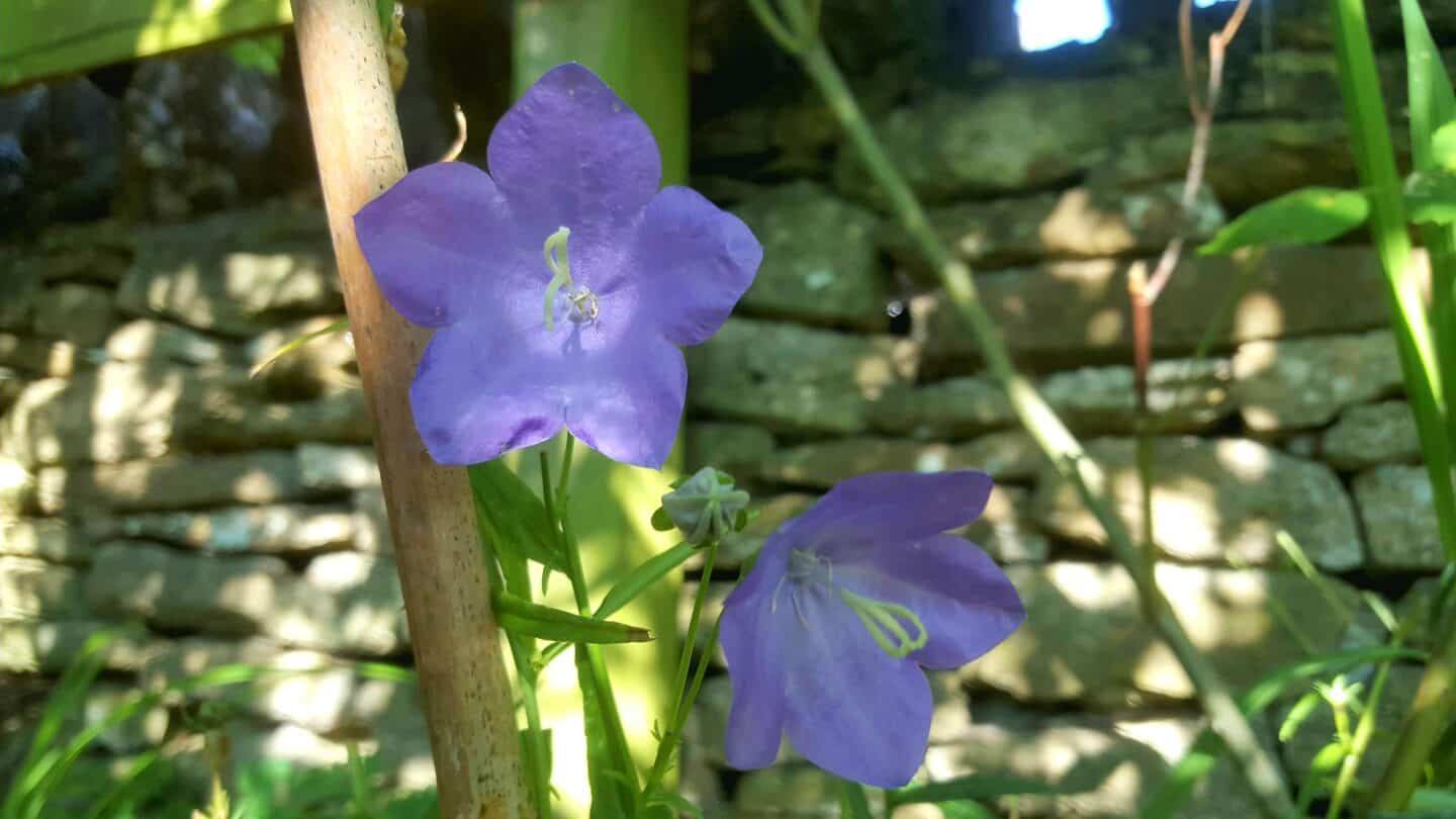 September in our garden - a garden diary September in our garden - canterbury bells