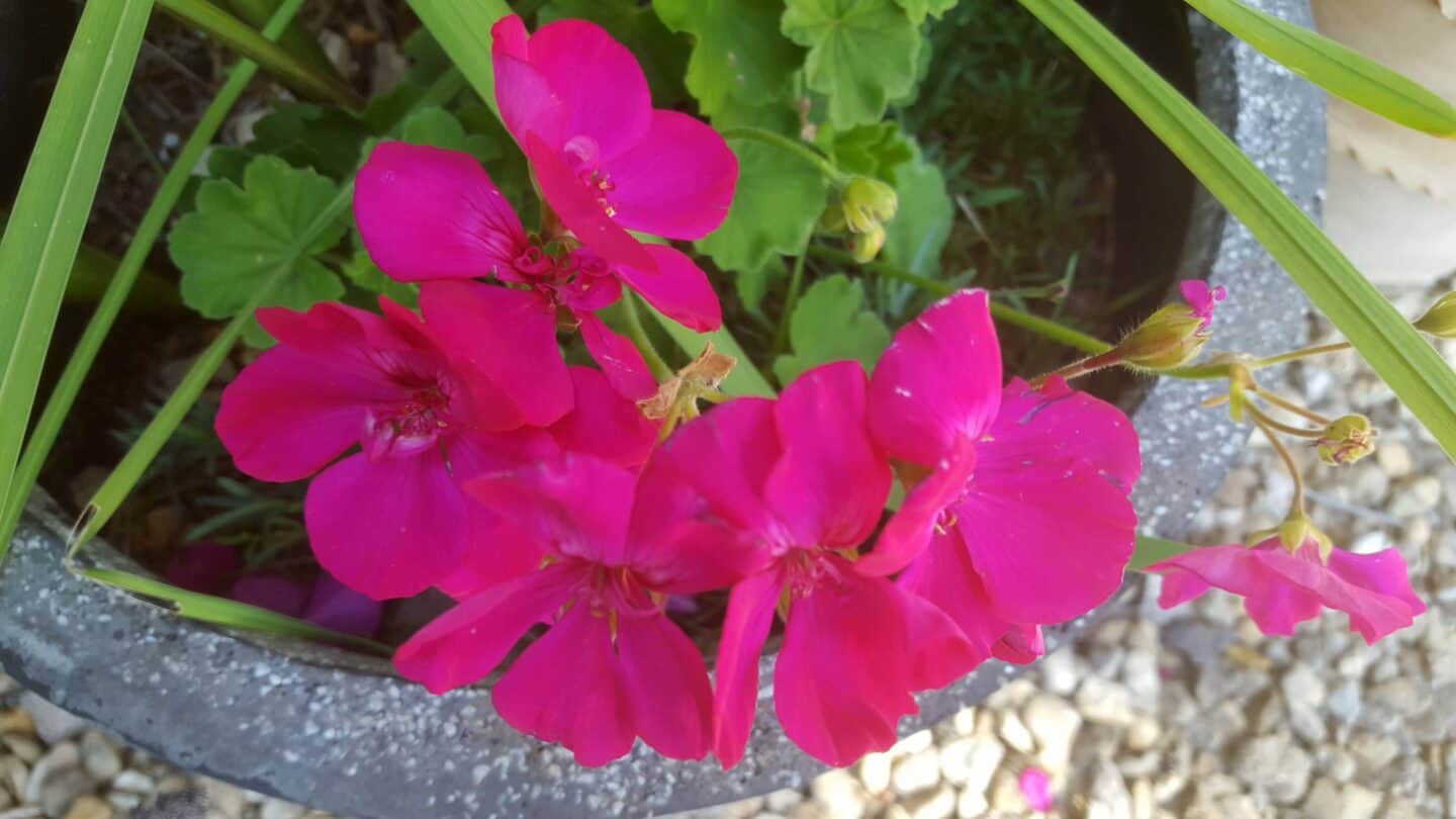September in our garden - a garden diary September in our garden - pink geranium