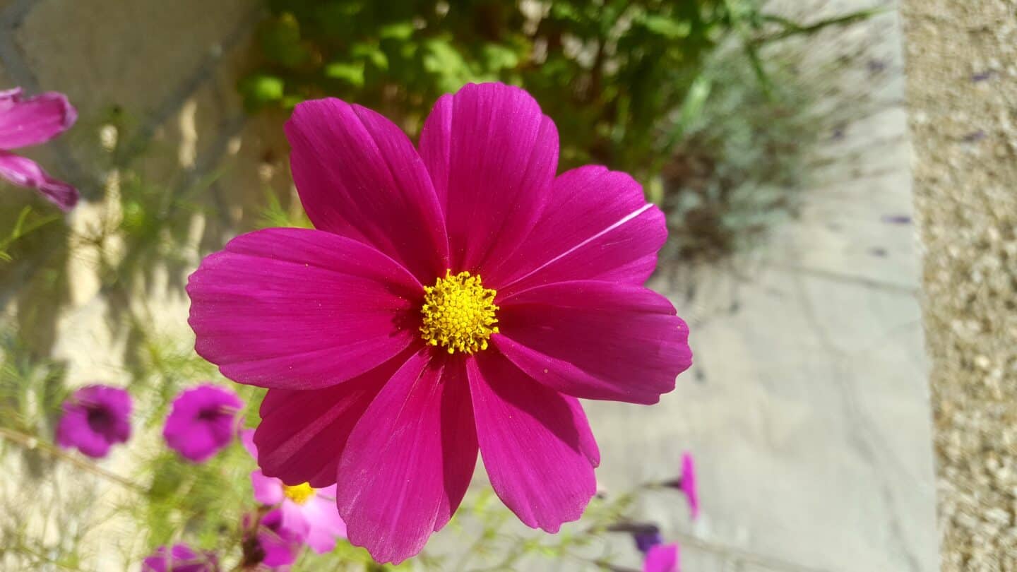 September in our garden - a garden diary September in our garden - pink cosmos